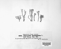 Clavulinopsis corniculata image